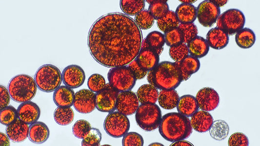 L’Astaxanthine